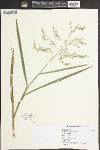 Glyceria canadensis image