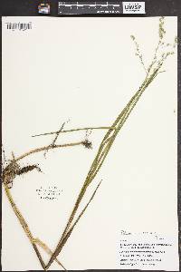 Glyceria canadensis image