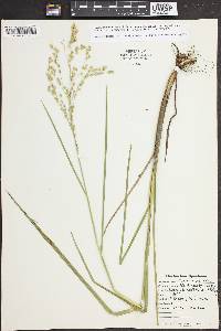 Glyceria canadensis image