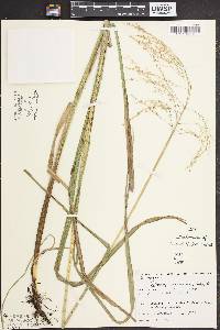 Glyceria canadensis image