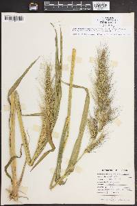 Echinochloa walteri image