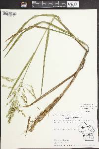 Glyceria canadensis image