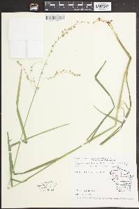 Glyceria canadensis image