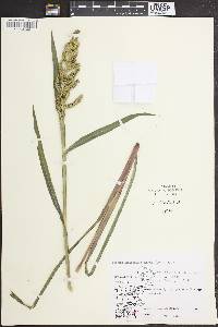 Echinochloa muricata var. muricata image