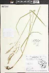 Glyceria canadensis image