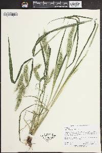 Echinochloa walteri image