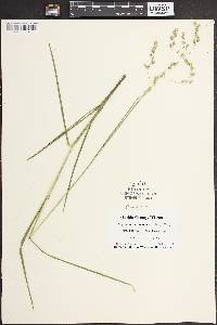 Glyceria canadensis image