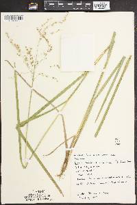 Glyceria canadensis image