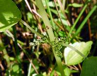 Image of Pilea fontana