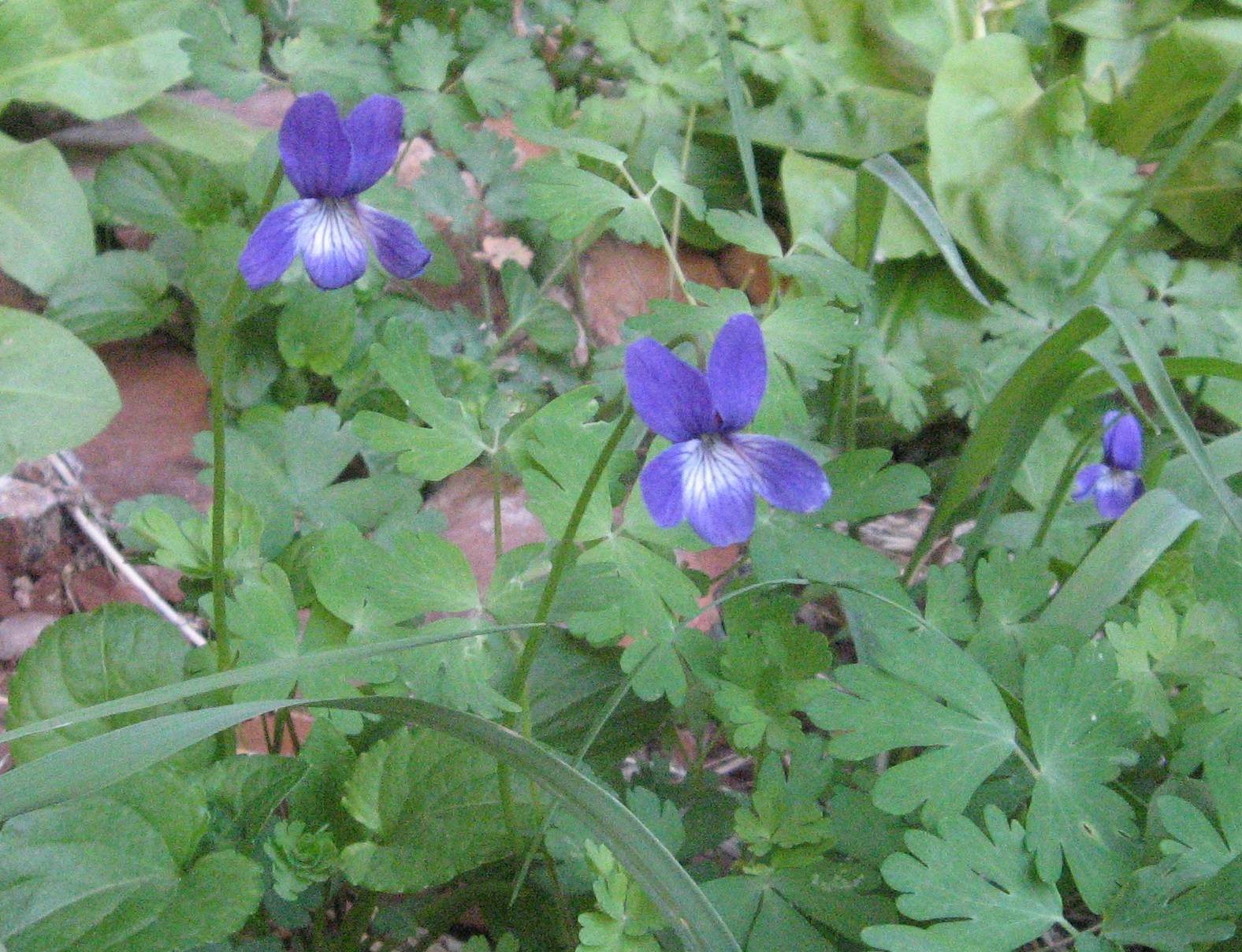 Viola clauseniana image