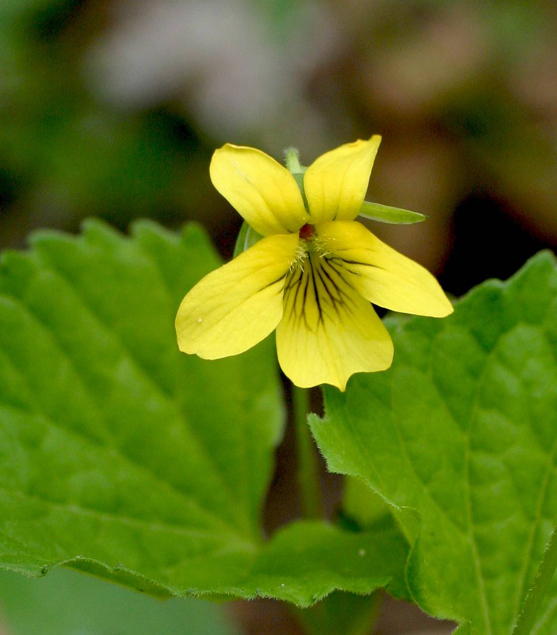 Viola pubescens image