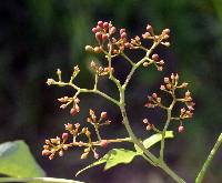 Parthenocissus quinquefolia image