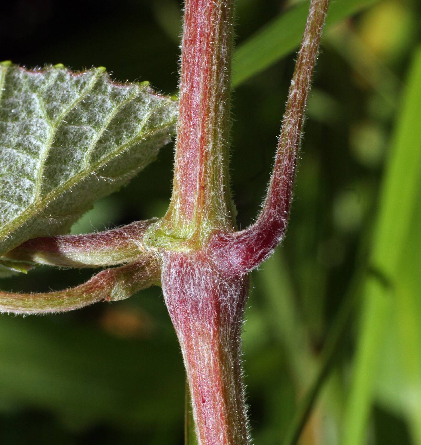 Vitis cinerea image