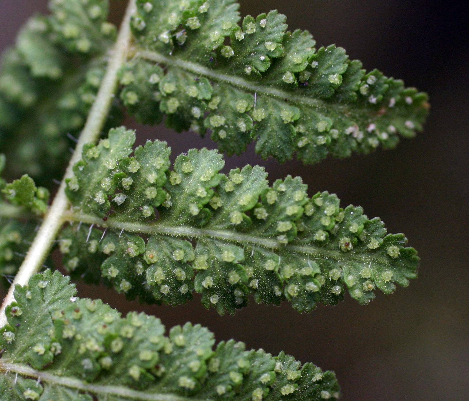 Woodsia scopulina image