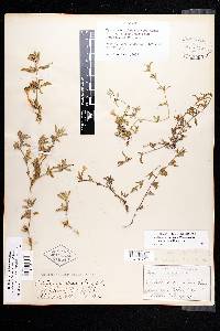 Dyschoriste schiedeana var. prostrata image
