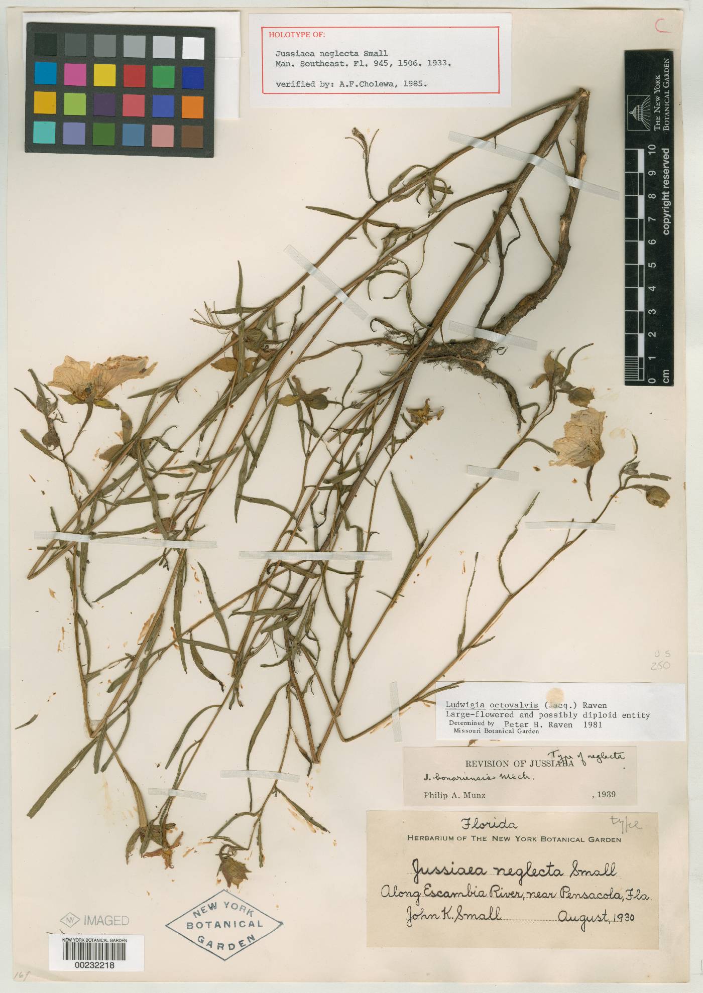 Jussiaea neglecta image