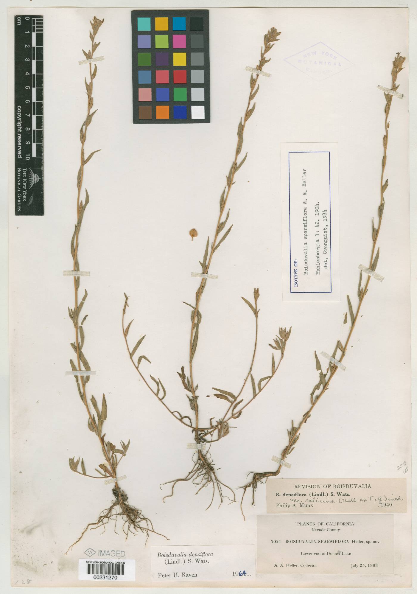 Boisduvalia sparsiflora image