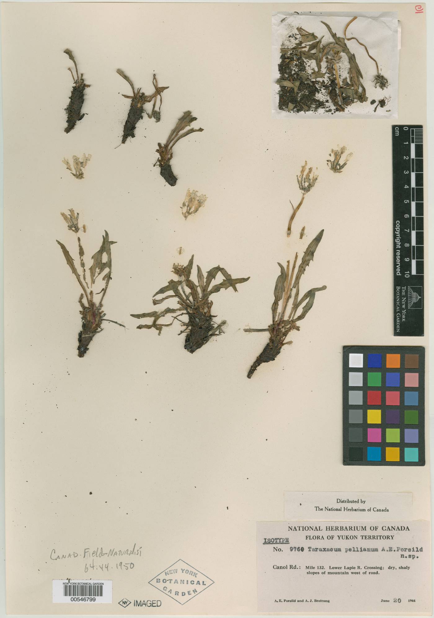 Taraxacum pellianum image