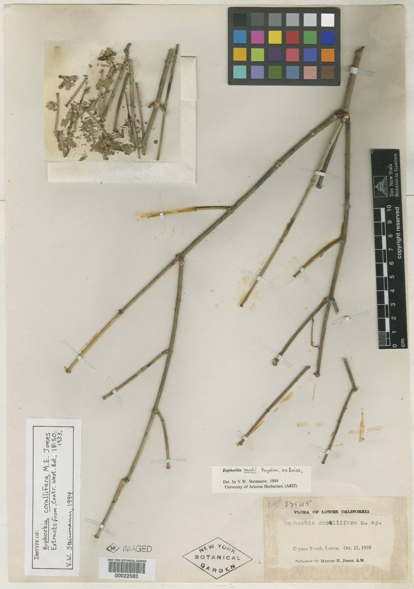 Euphorbia corallifera image