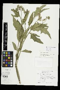Image Associated With the Occurence