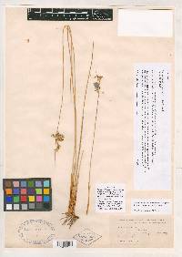 Juncus effusus var. exiguus image