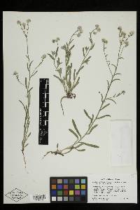 Cryptantha intermedia image