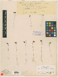 Utricularia gibba image