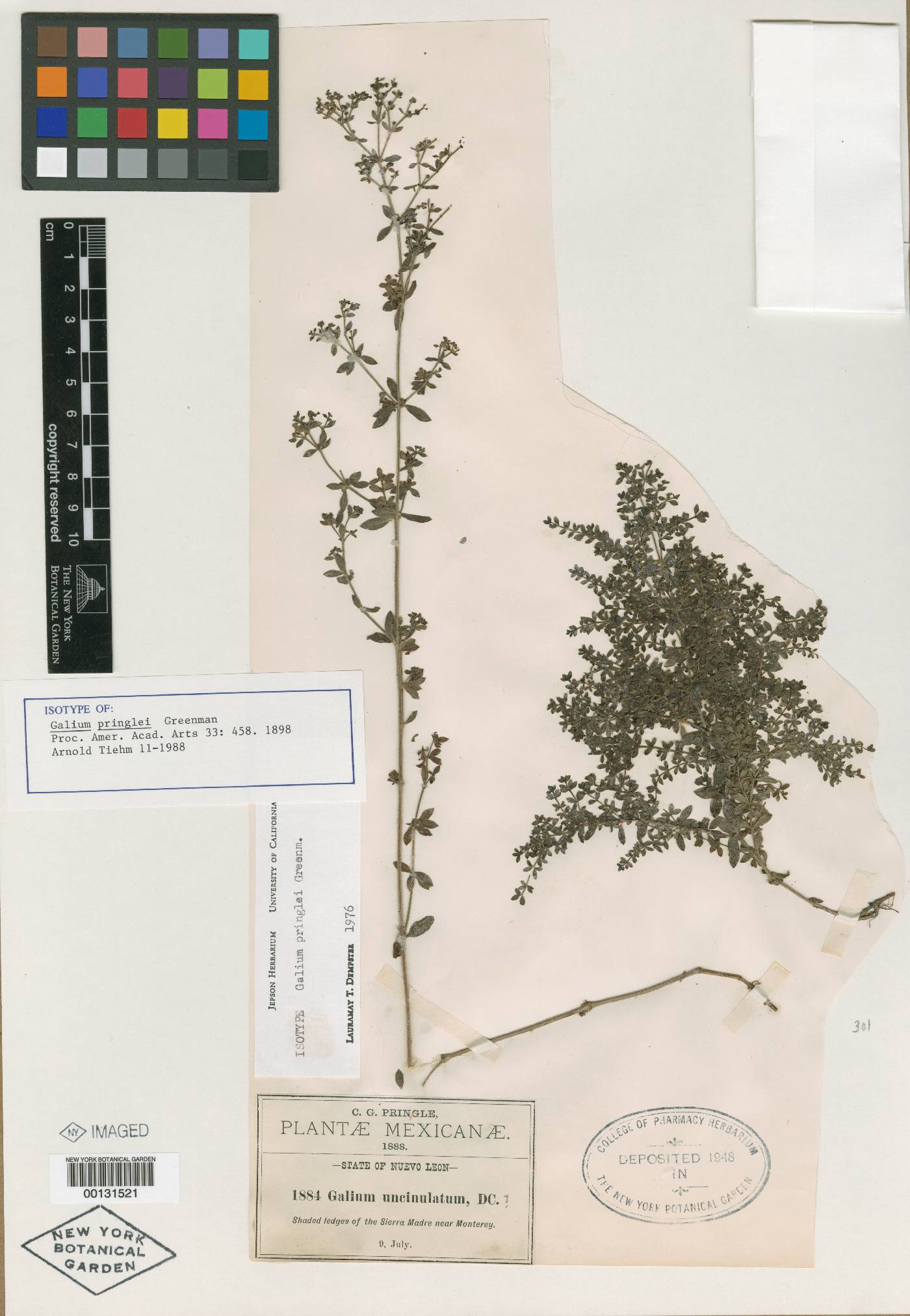 Galium pringlei image