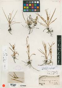 Carex salinaeformis image