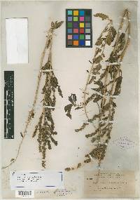 Atriplex carnosa image