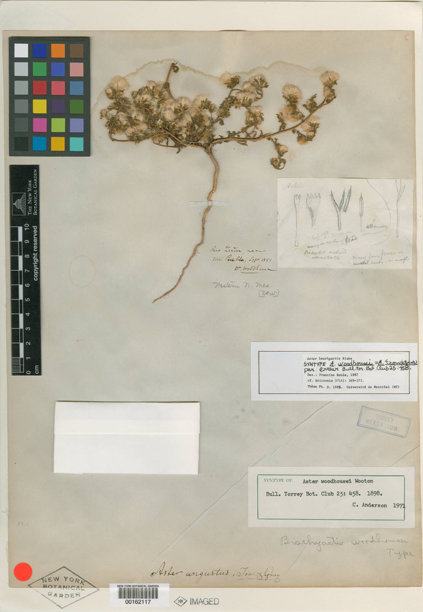 Aster woodhousei image