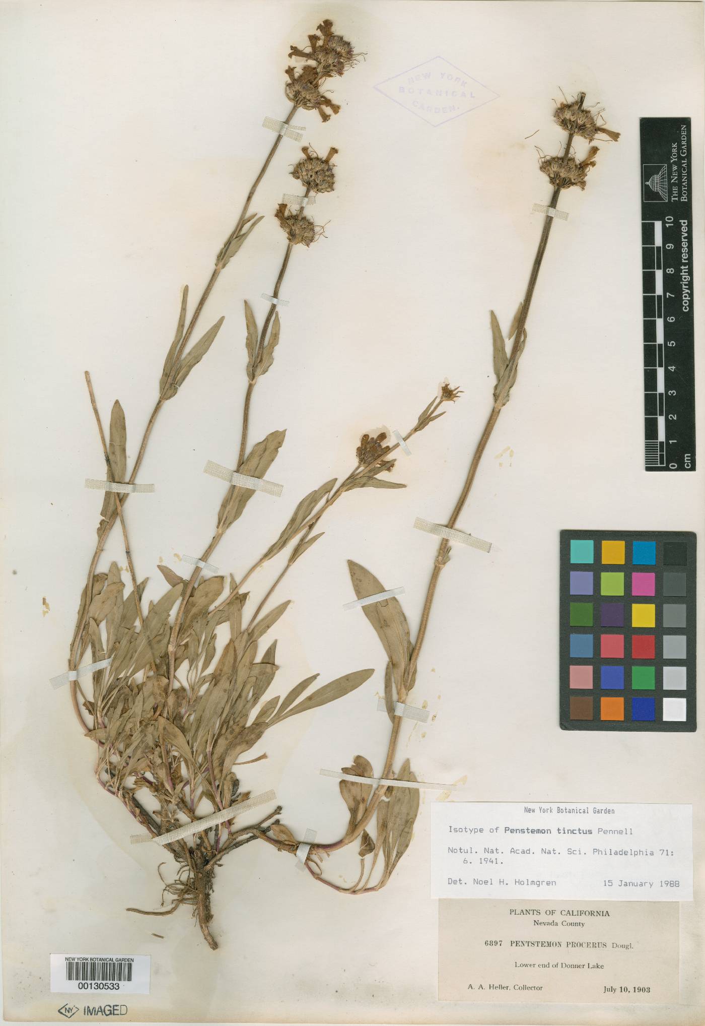 Penstemon tinctus image