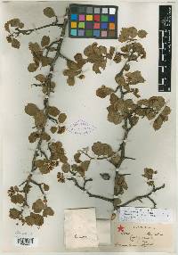 Crataegus valida image