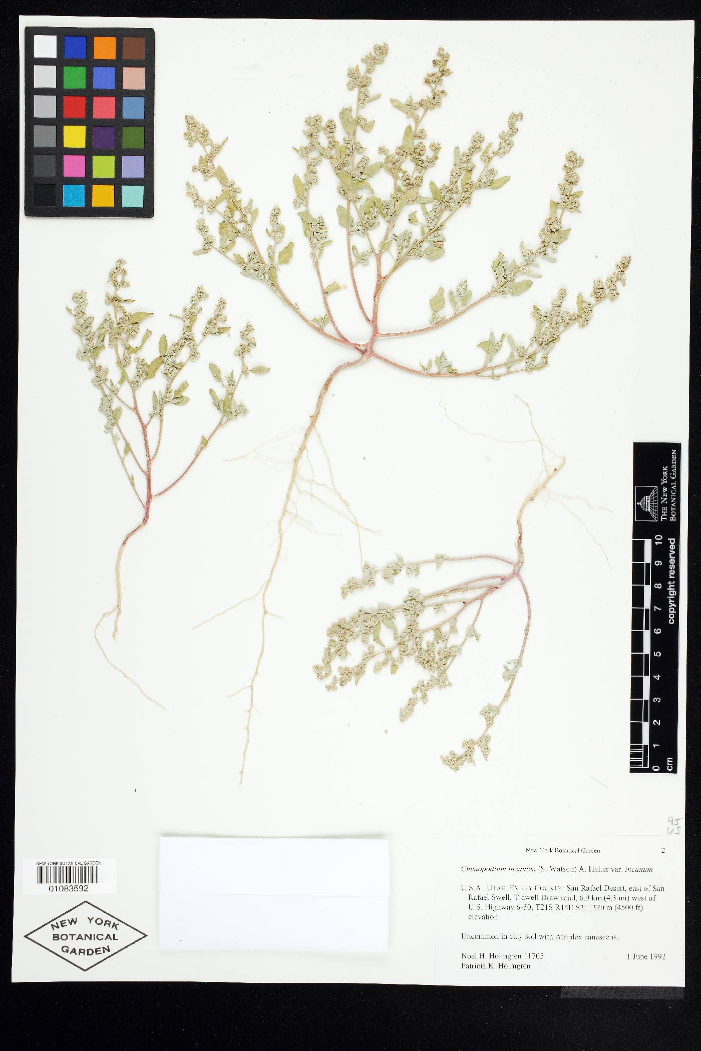 Chenopodium incanum var. incanum image