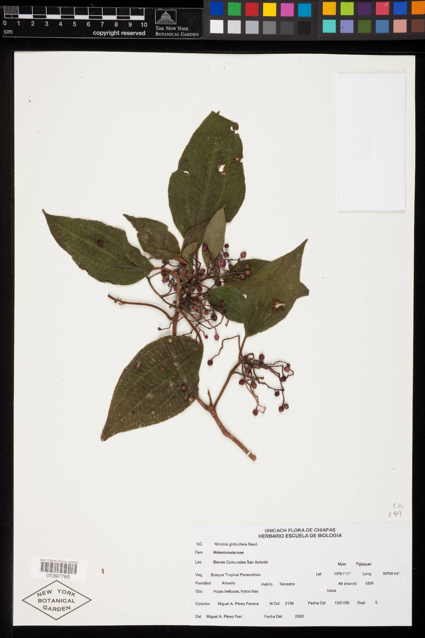 Miconia globulifera image