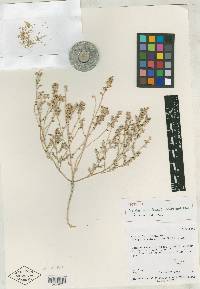 Atriplex minuticarpa image