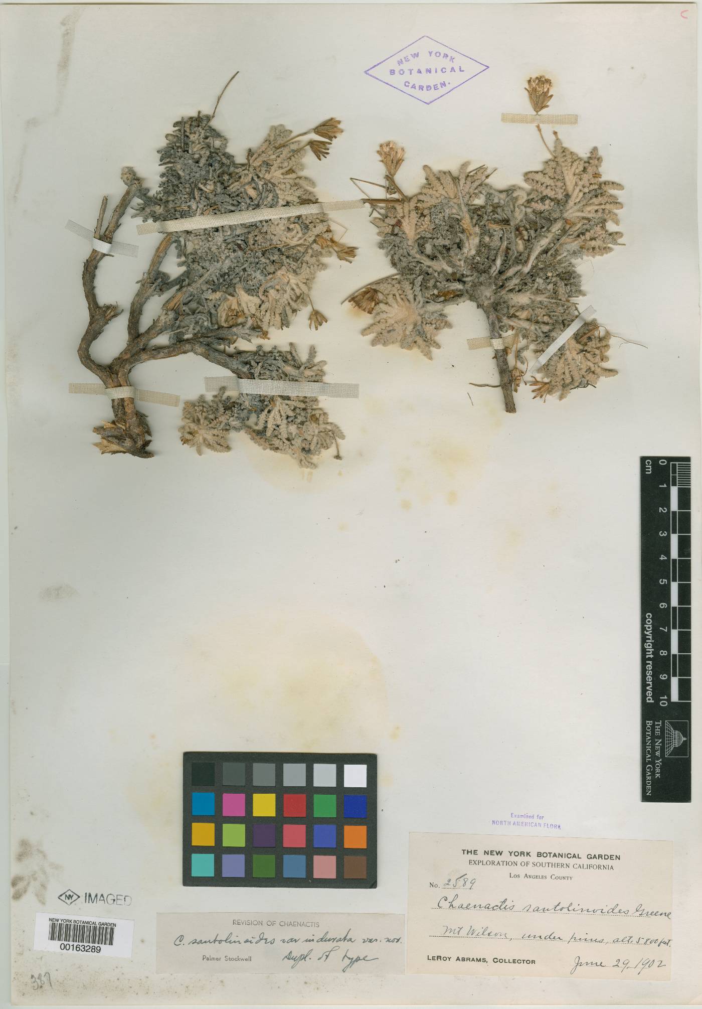 Chaenactis santolinoides var. indurata image