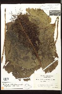 Gunnera killipiana image