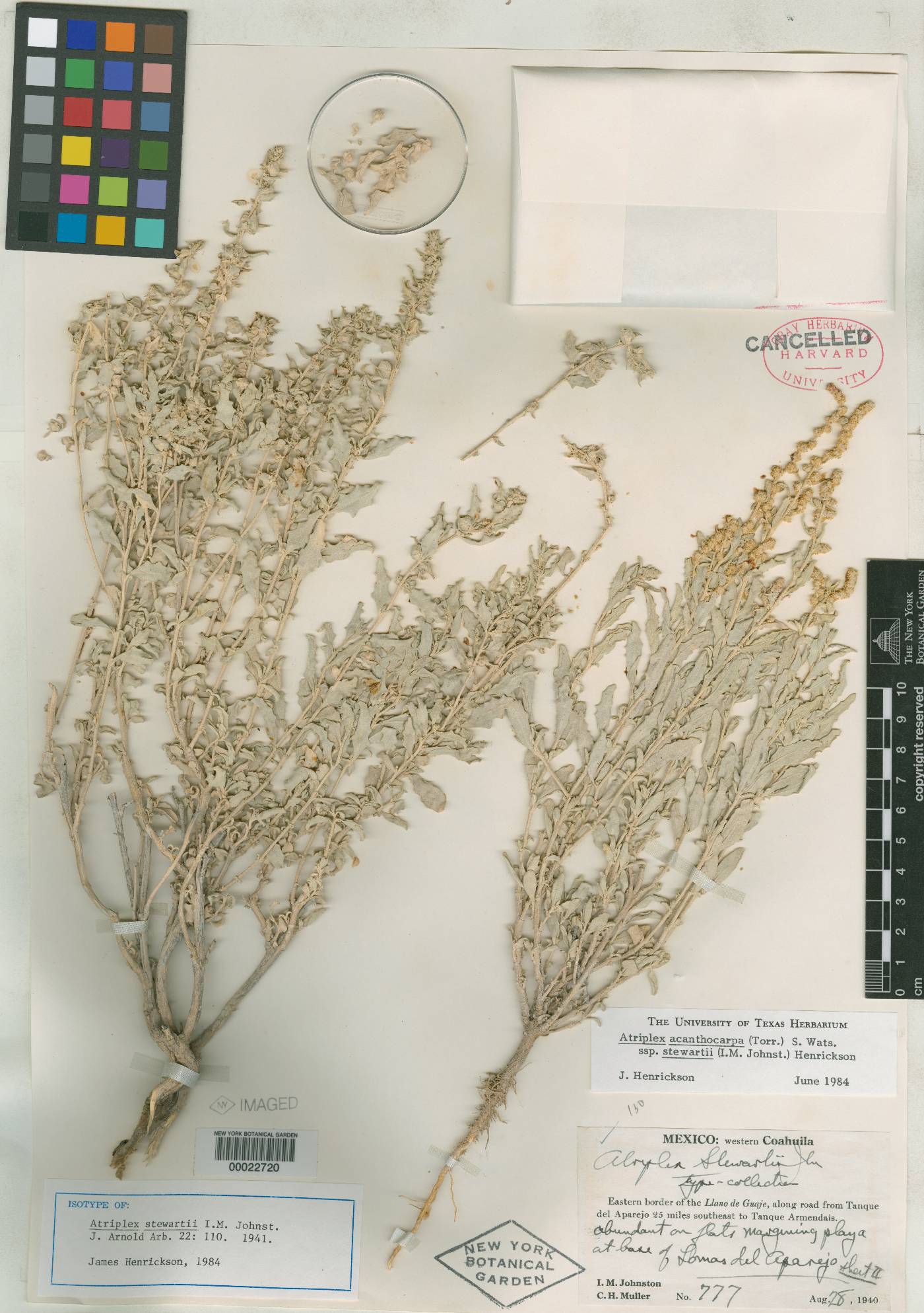 Atriplex acanthocarpa subsp. stewartii image