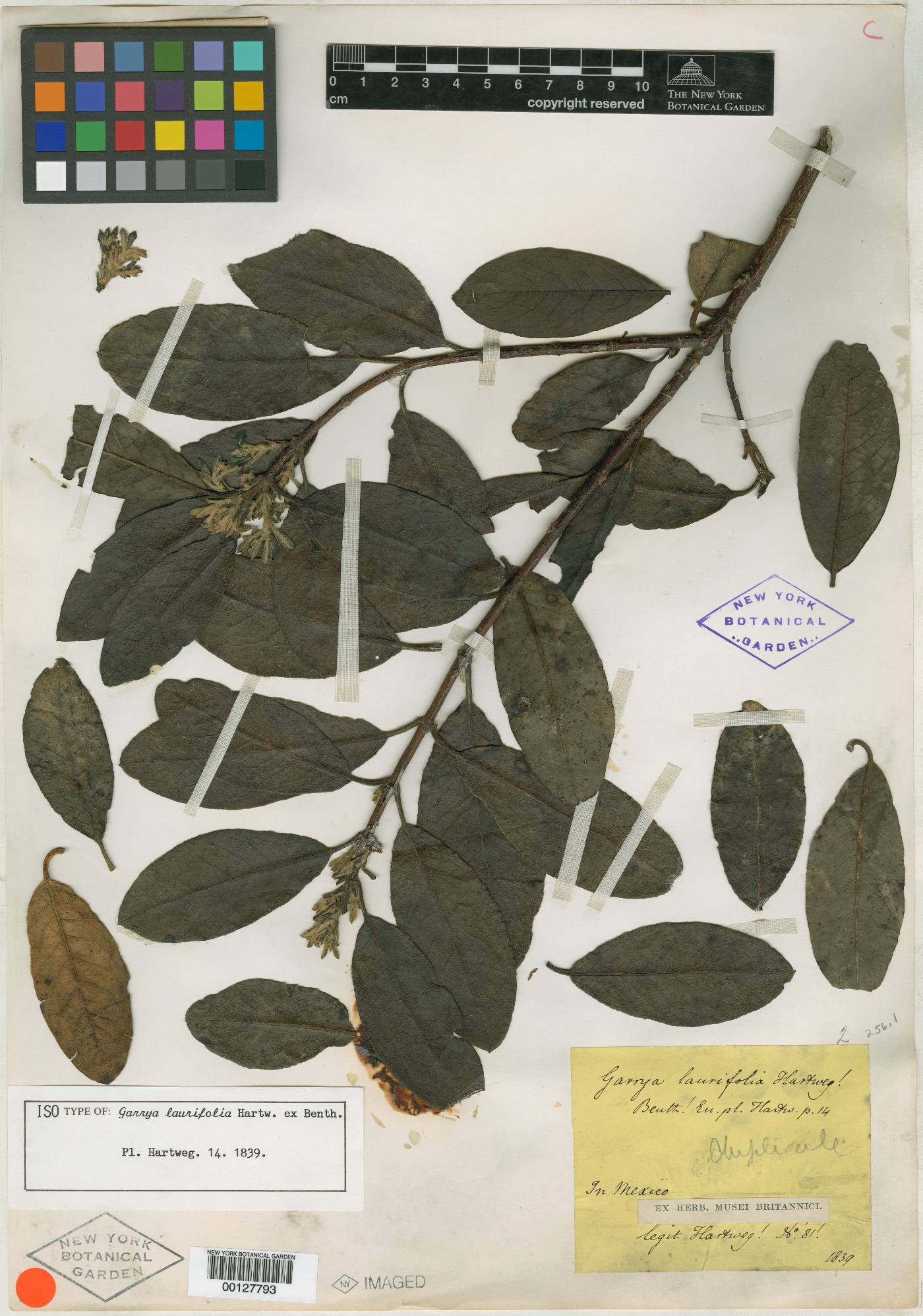 Garrya laurifolia image