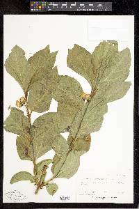 Lonicera involucrata image