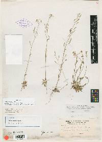 Draba albertina image