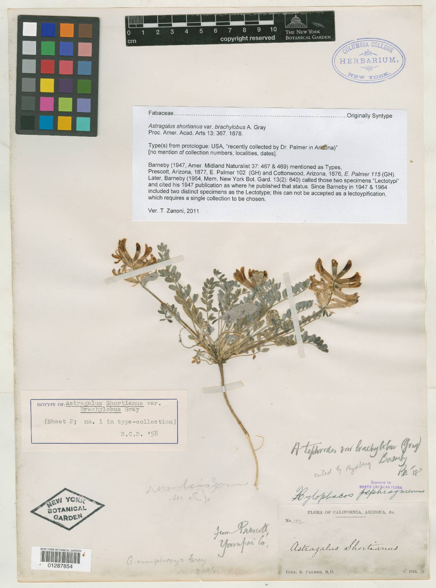 Astragalus shortianus var. brachylobus image