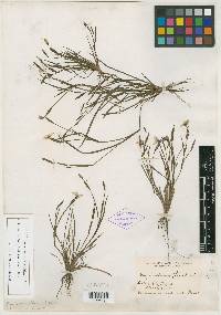 Sisyrinchium flaccidum image