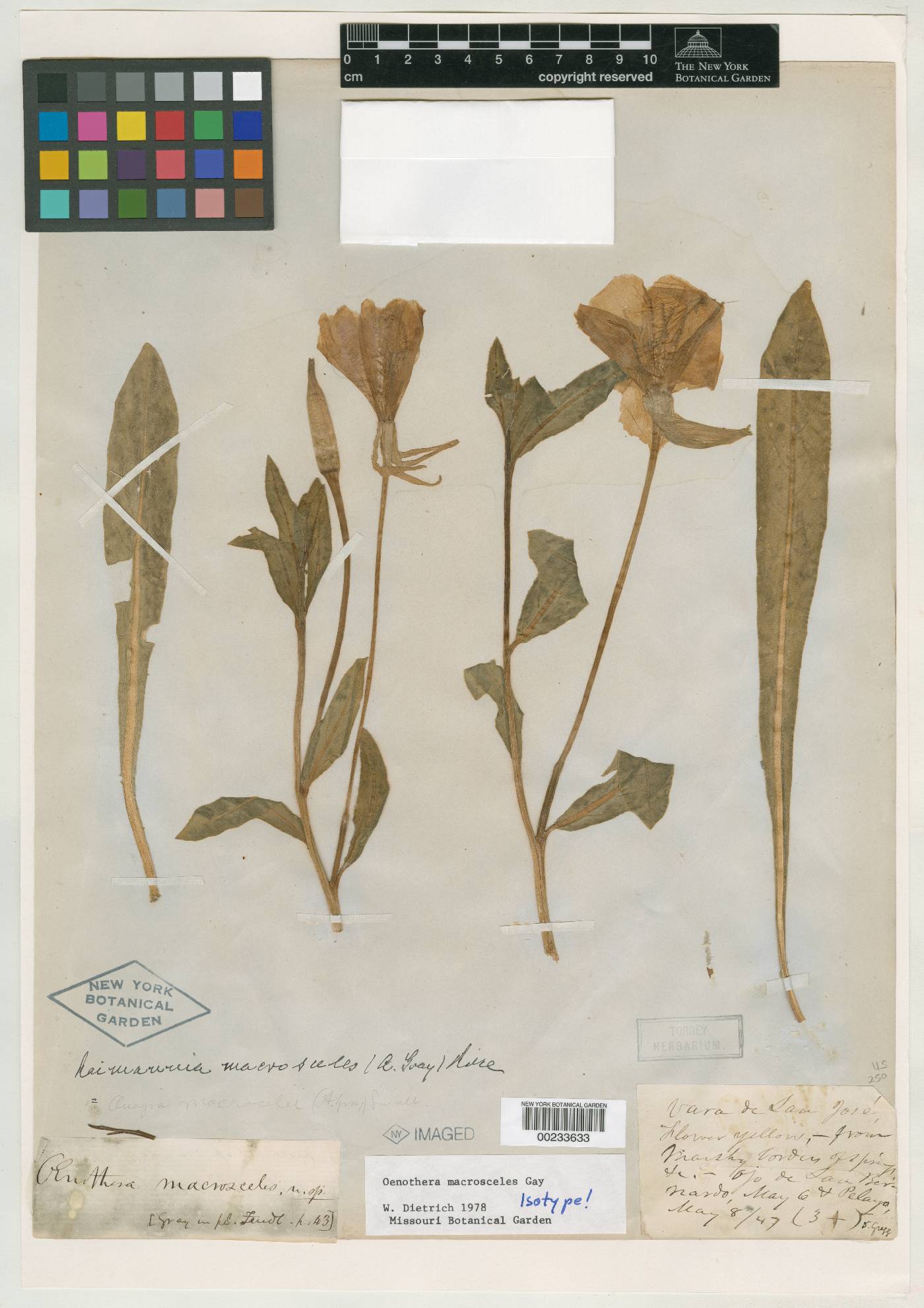 Oenothera macrosceles image