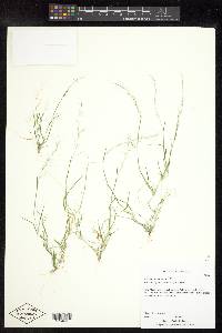 Muhlenbergia microsperma image