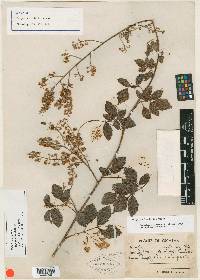 Serjania lundellii image