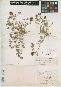 Trifolium splendens image