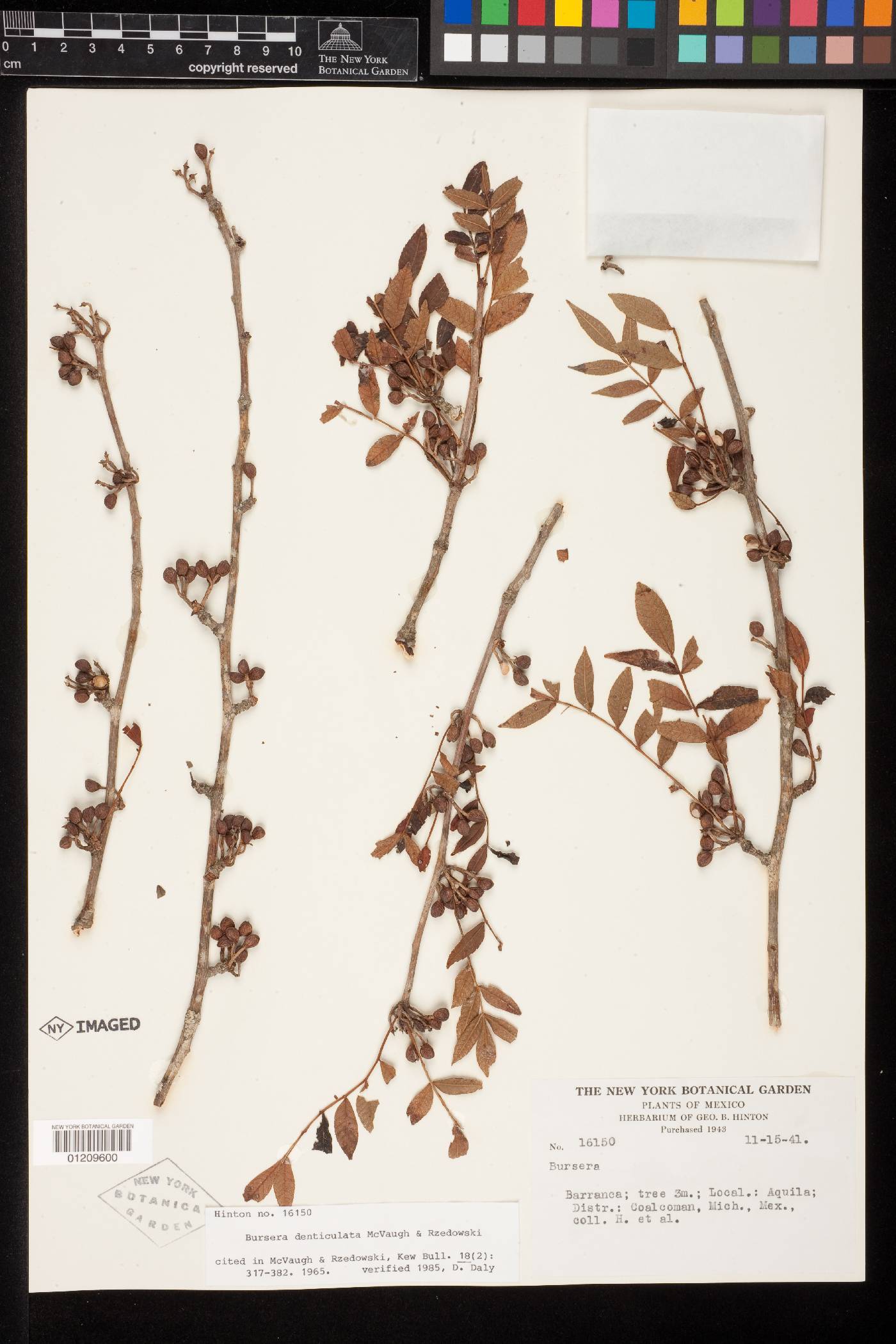 Bursera denticulata image