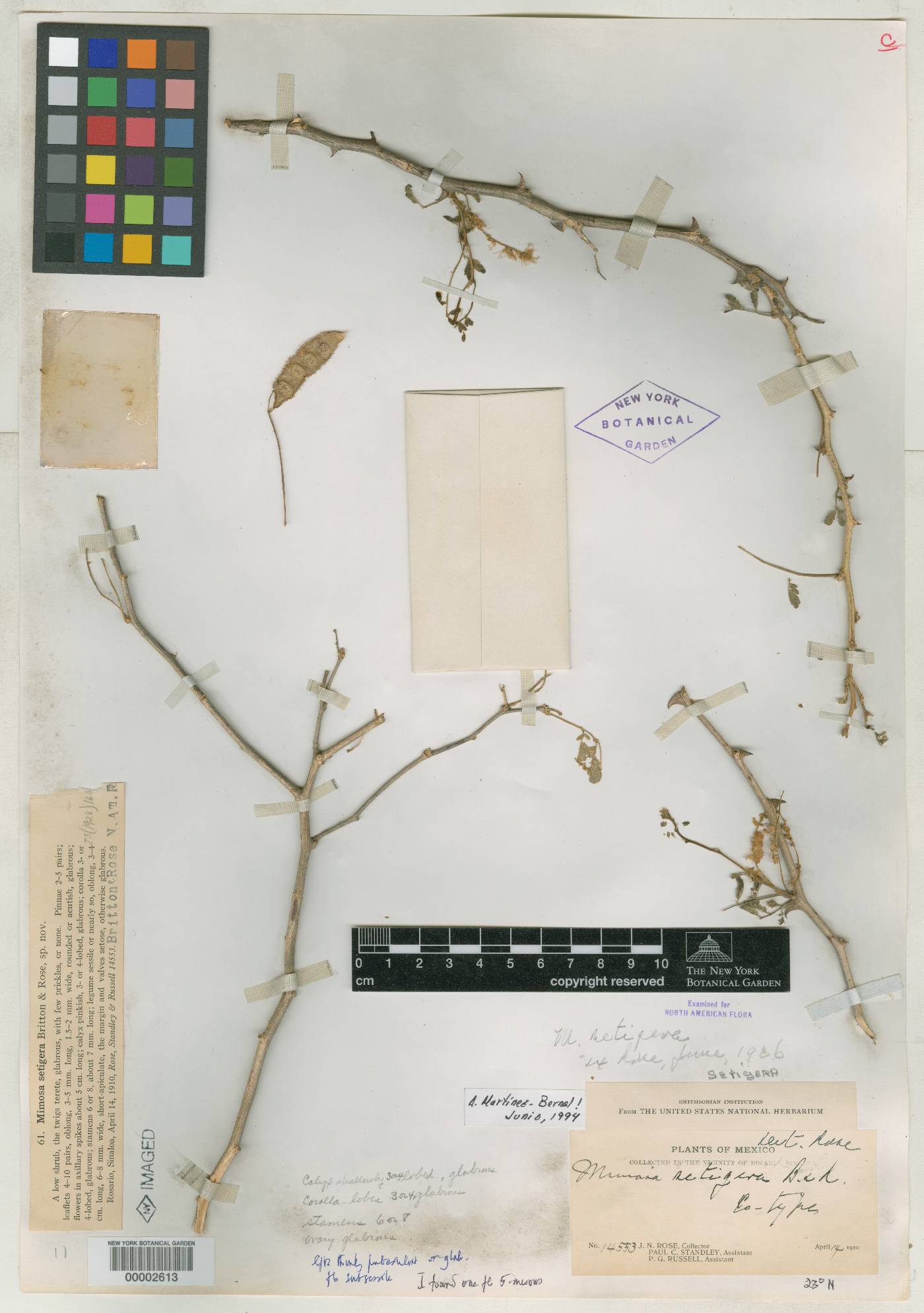 Mimosa polyantha image